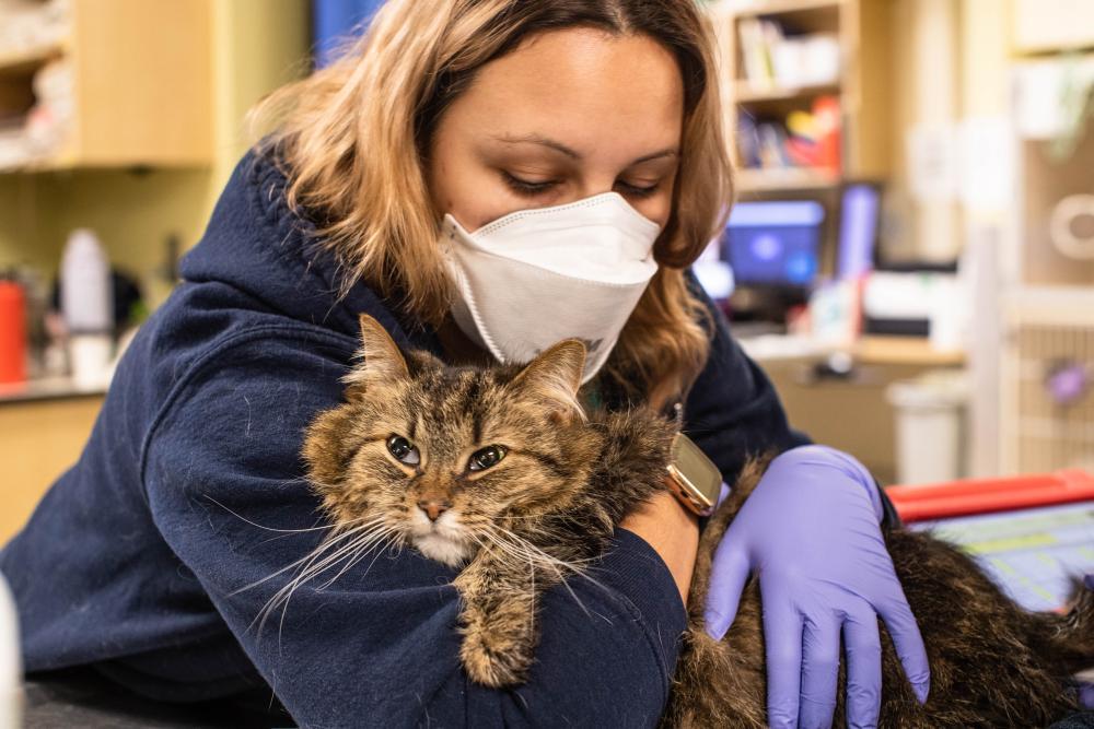 What is an Animal Dermatologist? DoveLewis